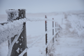 icy fence